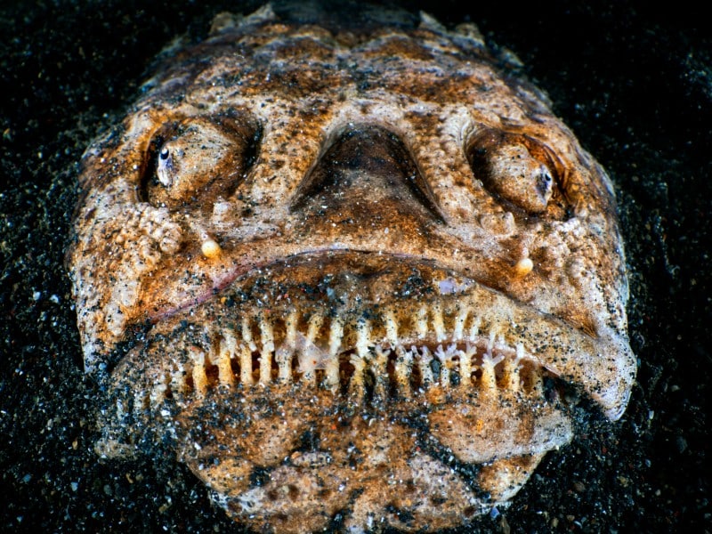 whitemargin stargazer